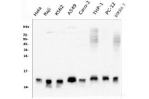 Western blot analysis of Thioredoxin 2/TXN2 using anti-Thioredoxin 2/TXN2 antibody (ABIN7602148).