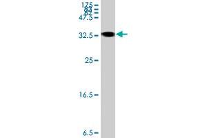 Western Blot detection against Immunogen (35.