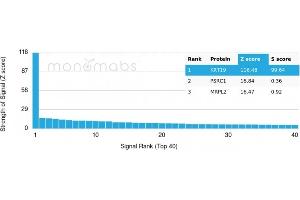 Analysis of Protein Array containing more than 19,000 full-length human proteins using Cytokeratin 19 Monospecific Recombinant Mouse Monoclonal Antibody (rKRT19/799). (Recombinant Cytokeratin 19 抗体)