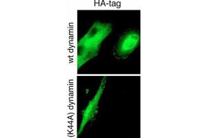 Immunofluorescence (IF) image for anti-HA-Tag antibody (ABIN2932102) (HA-Tag 抗体)