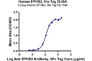 Immobilized Human EPHB2, His Tag at 0. (EPH Receptor B2 Protein (EPHB2) (AA 19-543) (His tag))