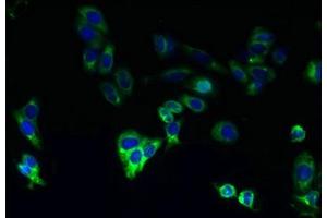 Immunofluorescence (IF) image for anti-Cytochrome P450, Family 4, Subfamily F, Polypeptide 11 (CYP4F11) (AA 38-524) antibody (ABIN7163430)