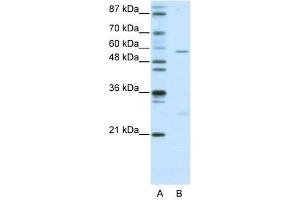 HBP1 antibody used at 0. (HBP1 抗体  (N-Term))