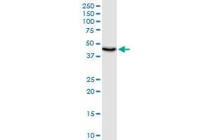 Western Blotting (WB) image for anti-Ubiquinol-Cytochrome C Reductase Core Protein I (UQCRC1) (AA 1-480) antibody (ABIN521269)