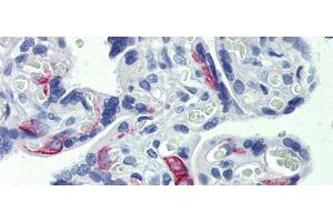 Anti-ZNF71 antibody IHC staining of human placenta. (ZNF71 抗体  (Middle Region))
