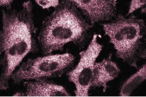 Immunofluorescence staining of human endothelial cells. (CSRP2 抗体  (AA 601-722))
