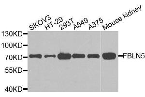 Western blot analysis of extracts of various cell lines, using FBLN5 antibody.