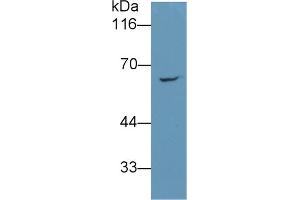 Detection of RARS in 293T cell lysate using Monoclonal Antibody to Arginyl tRNA Synthetase (RARS) (RARS 抗体  (AA 1-146))