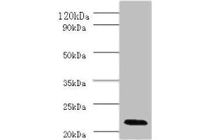 Western blot All lanes: Interferon alpha-2 antibody at 2 μg/mL + Mouse liver tissue Secondary Goat polyclonal to rabbit IgG at 1/10000 dilution Predicted band size: 22 kDa Observed band size: 22 kDa (IFNA2 抗体  (AA 24-188))