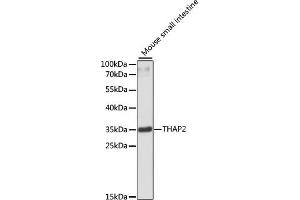 Western blot analysis of extracts of mouse small intestine, using TH antibody (ABIN6133215, ABIN6149107, ABIN6149108 and ABIN6220276) at 1:3000 dilution. (THAP2 抗体  (AA 83-228))