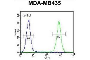 CAMSAP1 Antibody (N-term) flow cytometric analysis of MDA-MB435 cells (right histogram) compared to a negative control cell (left histogram). (CAMSAP1 抗体  (N-Term))