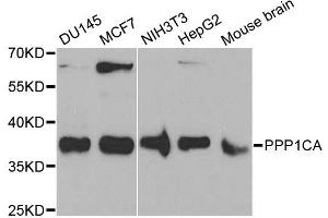 Western blot analysis of extracts of various cell lines, using PPP1CA antibody. (PPP1CA 抗体)