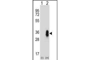 Western blot analysis of CD27 (arrow) using rabbit polyclonal CD27 Antibody (C-term) (ABIN657662 and ABIN2846656). (CD27 抗体  (C-Term))