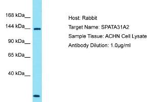 Host: Rabbit Target Name: SPATA31A2 Sample Type: ACHN Whole Cell lysates Antibody Dilution: 1. (SPATA31A1 抗体  (N-Term))
