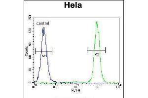 Flow cytometric analysis of Hela cells (right histogram) compared to a negative control cell (left histogram). (SSH3 抗体  (C-Term))