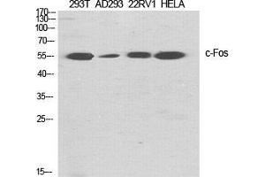 Western Blot (WB) analysis of specific cells using c-Fos Polyclonal Antibody. (c-FOS 抗体  (Ser392))