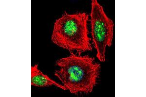 Immunofluorescence (IF) image for anti-Empty Spiracles Homeobox 1 (EMX1) antibody (ABIN3003987) (EMX1 抗体)