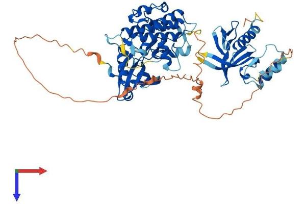 PDPK1 Protein (AA 1-559) (His tag)