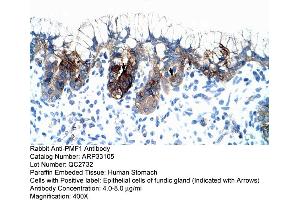 Human Stomach (PMF1 抗体  (Middle Region))