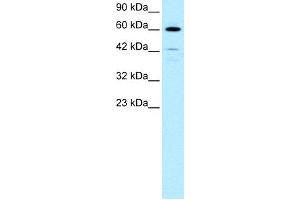 WB Suggested Anti-HDAC2 Antibody Titration:  0. (HDAC2 抗体  (C-Term))