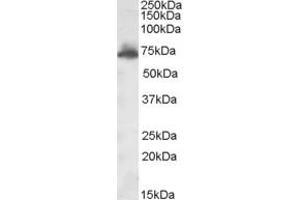 ABIN302151 (1µg/ml) staining of Rat Brain lysate (35µg protein in RIPA buffer).