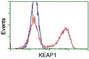 HEK293T cells transfected with either RC202189 overexpress plasmid (Red) or empty vector control plasmid (Blue) were immunostained by anti-KEAP1 antibody (ABIN2453919), and then analyzed by flow cytometry. (KEAP1 抗体)