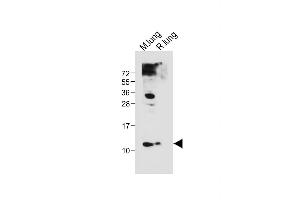 All lanes : Anti-(Mouse) Hopx Antibody (Center) at 1:1000 dilution Lane 1: Mouse lung tissue lysate Lane 2: Rat lung tissue lysate Lysates/proteins at 20 μg per lane. (HOPX 抗体  (AA 22-54))