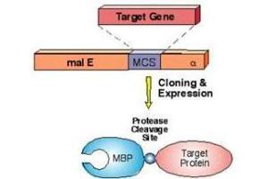 Simplified diagram of MBP-fusion protein construct using pMal expression vector system. (MBP Tag 抗体)
