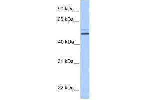 NHEDC2 antibody used at 1 ug/ml to detect target protein. (NHEDC2 抗体  (C-Term))
