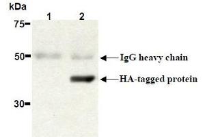 Western Blotting (WB) image for anti-HA-Tag antibody (ABIN2853621) (HA-Tag 抗体)