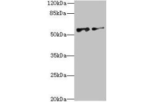 Western blot All lanes: NEK3 antibody at 6. (NEK3 抗体  (AA 267-506))