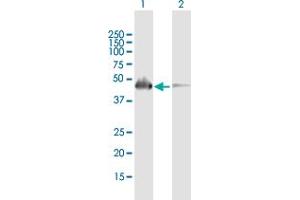 Western Blot analysis of SH2D2A expression in transfected 293T cell line by SH2D2A MaxPab polyclonal antibody. (SH2D2A 抗体  (AA 1-389))