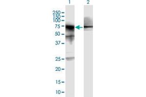 Western Blot analysis of HSPA1A expression in transfected 293T cell line by HSPA1A MaxPab polyclonal antibody. (HSP70 1A 抗体  (AA 1-641))