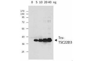 Western Blotting (WB) image for anti-Thioredoxin (TXN) antibody (ABIN2665410) (TXN 抗体)