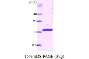Tumor Necrosis Factor (Ligand) Superfamily, Member 10 (TNFSF10) (AA 114-281) protein