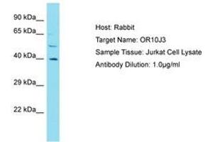 Image no. 1 for anti-Olfactory Receptor, Family 10, Subfamily J, Member 3 (OR10J3) (AA 245-294) antibody (ABIN6750819) (OR10J3 抗体  (AA 245-294))