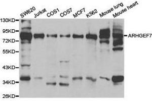 Western Blotting (WB) image for anti-rho Guanine Nucleotide Exchange Factor (GEF) 7 (ARHGEF7) antibody (ABIN1871089) (ARHGEF7 抗体)