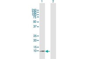 Western Blot analysis of G0S2 expression in transfected 293T cell line by G0S2 MaxPab polyclonal antibody. (G0S2 抗体  (AA 1-103))