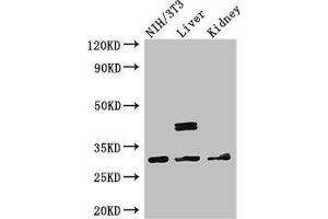 Western Blot Positive WB detected in: NIH/3T3 whole cell lysate, Mouse liver tissue, Mouse kidney tissue All lanes: MTAP antibody at 2. (MTAP 抗体  (AA 1-283))
