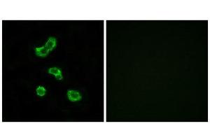 Immunofluorescence (IF) image for anti-Carbonic Anhydrase VB, Mitochondrial (CA5B) (C-Term) antibody (ABIN1851011) (CA5B 抗体  (C-Term))