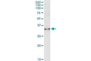 Immunoprecipitation of TCEA2 transfected lysate using anti-TCEA2 MaxPab rabbit polyclonal antibody and Protein A Magnetic Bead , and immunoblotted with TCEA2 purified MaxPab mouse polyclonal antibody (B02P) . (TCEA2 抗体  (AA 1-299))