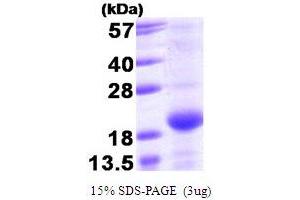 BMF Protein (AA 1-129) (T7 tag)