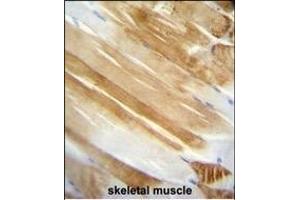 NUCL Monoclonal Antibody A immunohistochemistry analysis in formalin fixed and paraffin embedded human skeletal muscle followed by peroxidase conjμgation of the secondary antibody and DAB staining. (Nucleolin 抗体)