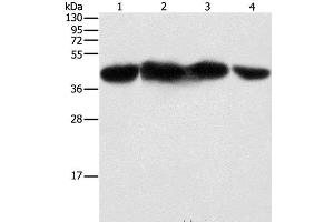 Western Blot analysis of HepG2, 293T, hela and NIH/3T3 cell using PGK2 Polyclonal Antibody at dilution of 1:600 (PGK2 抗体)