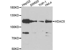 Western blot analysis of extracts of various cell lines, using HDAC5 antibody. (HDAC5 抗体)