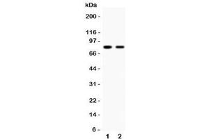 Western blot testing of MFN2 antibody and Lane 1:  HeLa (MFN2 抗体  (AA 601-757))
