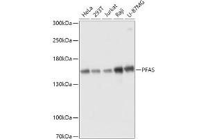 Western blot analysis of extracts of various cell lines, using PFAS antibody (ABIN7269366) at 1:3000 dilution. (PFAS 抗体  (AA 1-300))