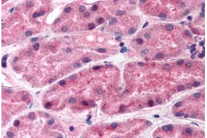 Human Kidney (formalin-fixed, paraffin-embedded) stained with REN antibody ABIN292449 at 2. (Renin 抗体)