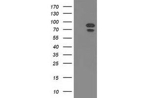 Western Blotting (WB) image for anti-Mitogen-Activated Protein Kinase 12 (MAPK12) antibody (ABIN1499307) (MAPK12 抗体)