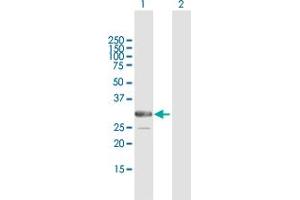 Western Blot analysis of ARMC10 expression in transfected 293T cell line by ARMC10 MaxPab polyclonal antibody.